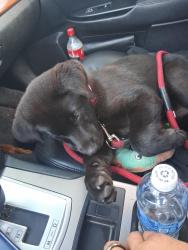 Lost Male Dog last seen Colfax uc health, Aurora, CO 80011