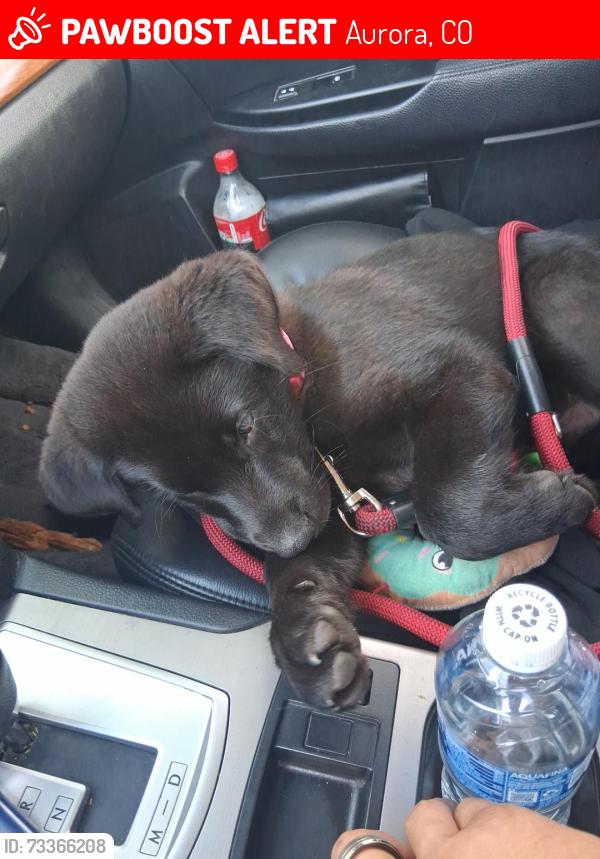 Lost Male Dog last seen Colfax uc health, Aurora, CO 80011