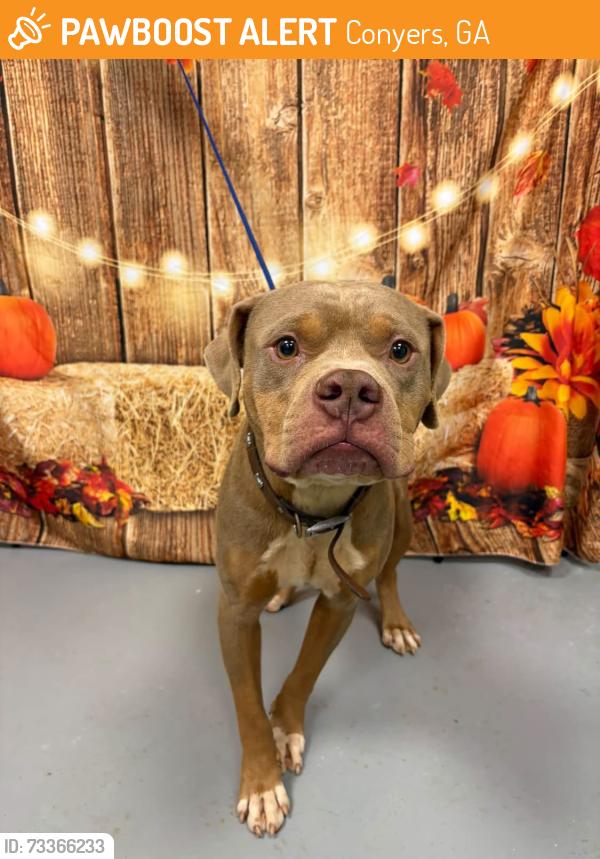 Found/Stray Unknown Dog last seen Located at Rockdale County Animal Service, 1506 Rockbridge Road, Conyers, GA 30012, Conyers, GA 30012