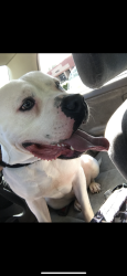 Lost Male Dog last seen around the end of Bunnlevel Erwin Rd., toward Pendergraft and 401., Bunnlevel, NC 28323