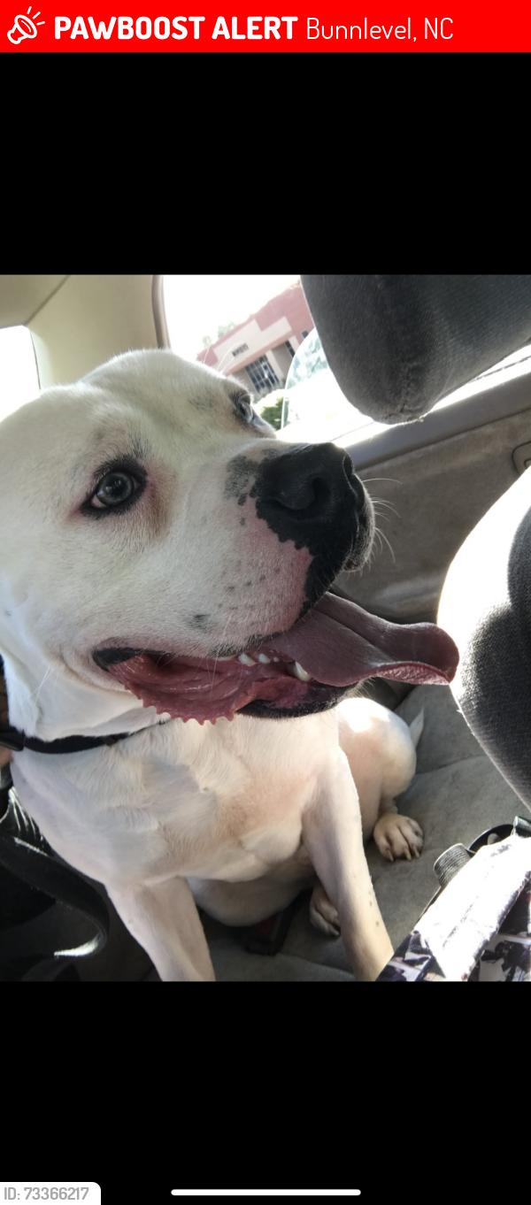 Lost Male Dog last seen around the end of Bunnlevel Erwin Rd., toward Pendergraft and 401., Bunnlevel, NC 28323