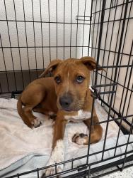 Found/Stray Female Dog last seen South pine and Bailey Ave, San Antonio, TX 78210