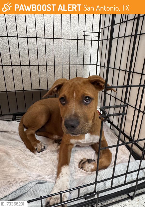 Found/Stray Female Dog last seen South pine and Bailey Ave, San Antonio, TX 78210