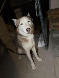 Found/Stray Male Dog last seen Rosewood neighborhood in Santa ana, Santa Ana, CA 92704