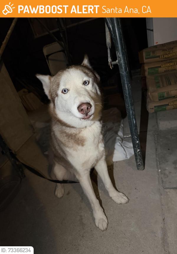 Found/Stray Male Dog last seen Rosewood neighborhood in Santa ana, Santa Ana, CA 92704
