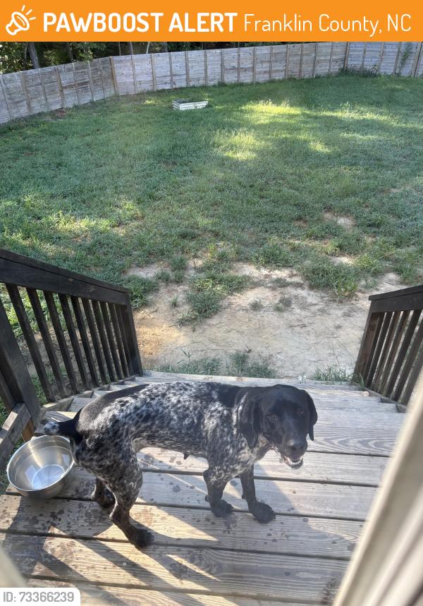 Found/Stray Female Dog last seen Sid Eaves Rd, Franklin County, NC 27596