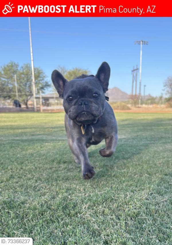 Lost Male Dog last seen Trails End Rd, Pima County, AZ 85745