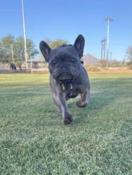 Lost Male Dog last seen Trails End Rd, Pima County, AZ 85745