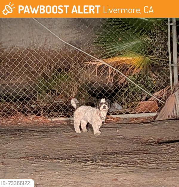 Found/Stray Unknown Dog last seen Las Flores Rd - Near Double Tree Hotel, Livermore, CA 94551