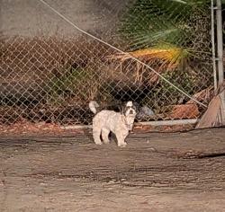 Found/Stray Unknown Dog last seen Las Flores Rd - Near Double Tree Hotel, Livermore, CA 94551
