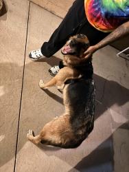 Found/Stray Female Dog last seen Val verde park, Santa Clarita, CA 91384