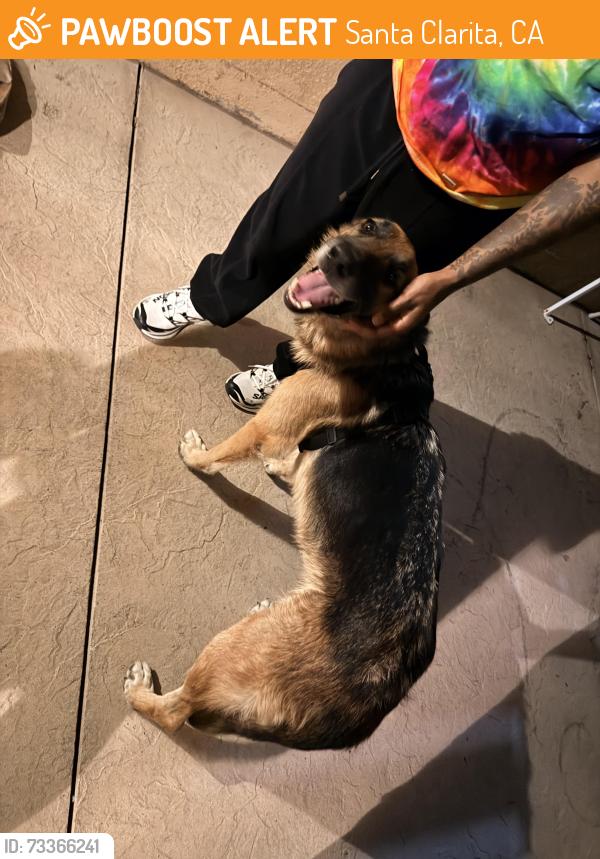 Found/Stray Female Dog last seen Val verde park, Santa Clarita, CA 91384