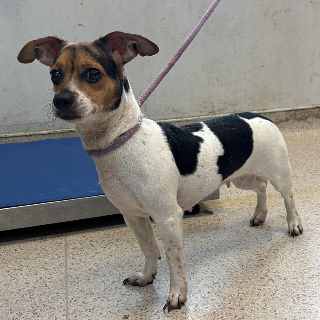 Shelter Stray Female Dog last seen Near Carpenter Avenue, BRONX, NY, 10466, 326 E 110th St, New York, NY 10029, USA