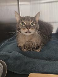 Shelter Stray Male Cat last seen Near Baltimore Annapolis Boulevard, GLEN BURNIE, MD, 21061, 411 Maxwell Frye Rd, Millersville, MD 21108, USA