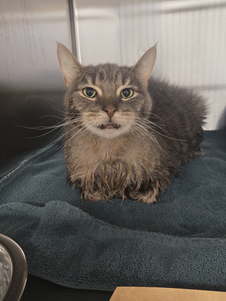 Shelter Stray Male Cat last seen Near Baltimore Annapolis Boulevard, GLEN BURNIE, MD, 21061, 411 Maxwell Frye Rd, Millersville, MD 21108, USA
