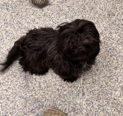 Shelter Stray Female Dog last seen Near McIntyre St, Golden, CO, 80401, 580 McIntyre St, Golden, CO 80401, USA