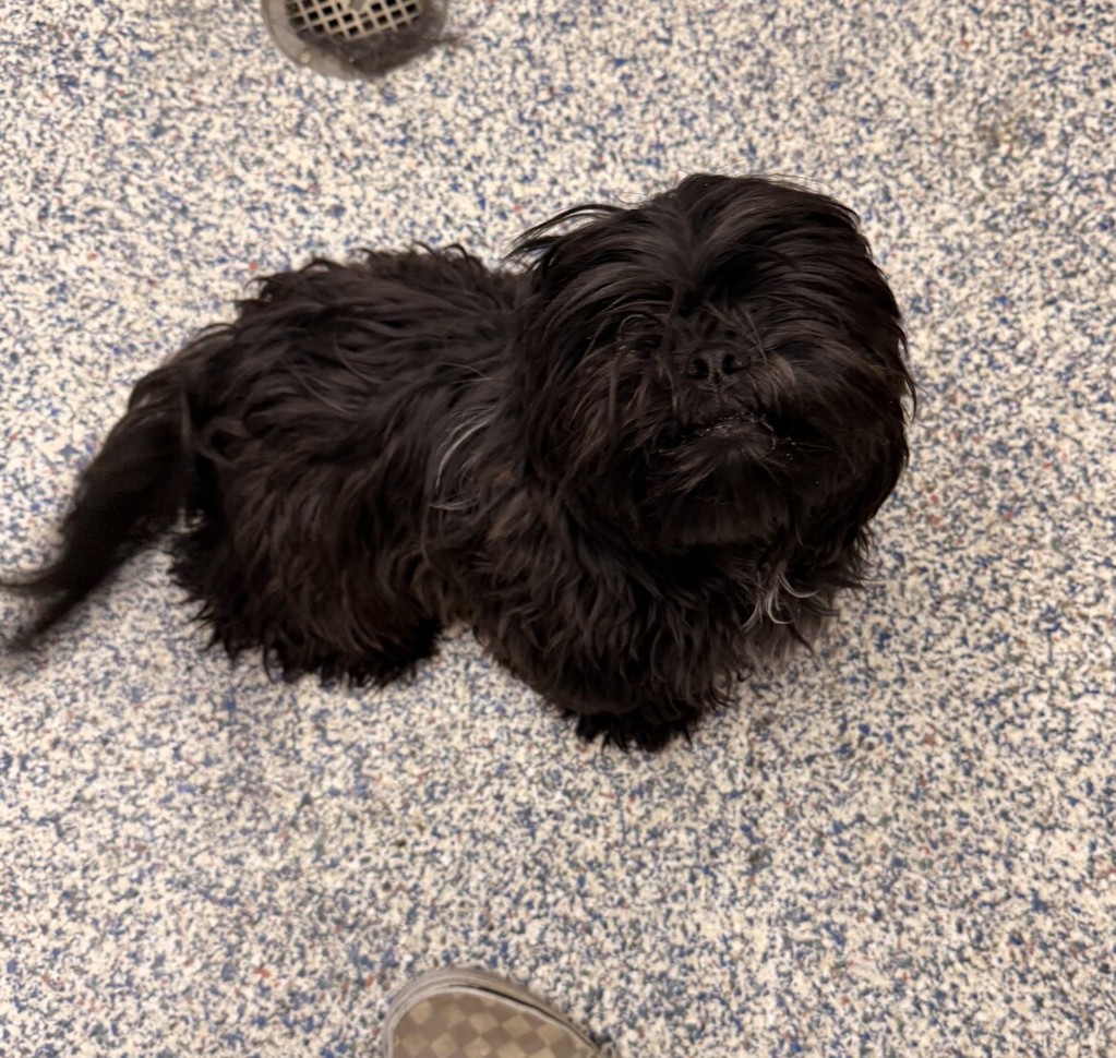 Shelter Stray Female Dog last seen Near McIntyre St, Golden, CO, 80401, 580 McIntyre St, Golden, CO 80401, USA