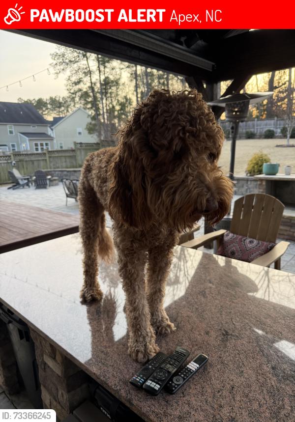 Lost Male Dog last seen Bella Casa, Apex, NC 27502