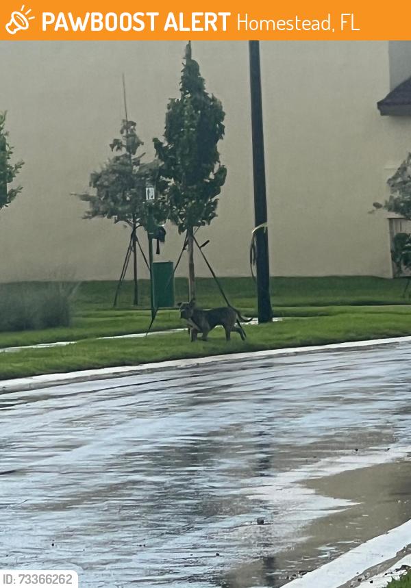 Found/Stray Unknown Dog last seen Near Palm Drive, Homestead, FL 33035