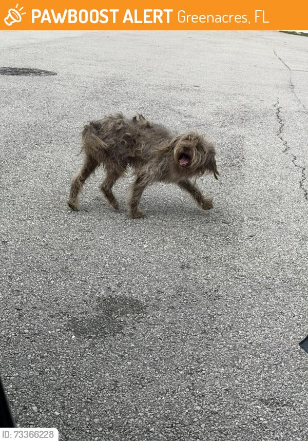 Found/Stray Unknown Dog last seen near S Jog Rd & Lake Worth Rd, Greenacres, FL 33463