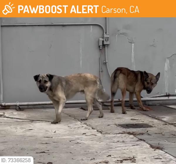 Found/Stray Unknown Dog last seen Walnut St & Central Ave., Carson, CA 90746