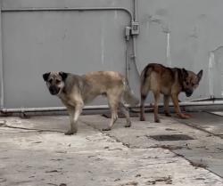Found/Stray Unknown Dog last seen Walnut St & Central Ave., Carson, CA 90746