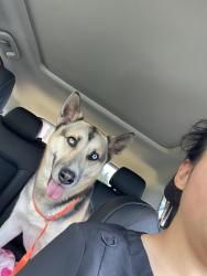 Found/Stray Female Dog last seen Crocker and hill, Daly City, CA 94014