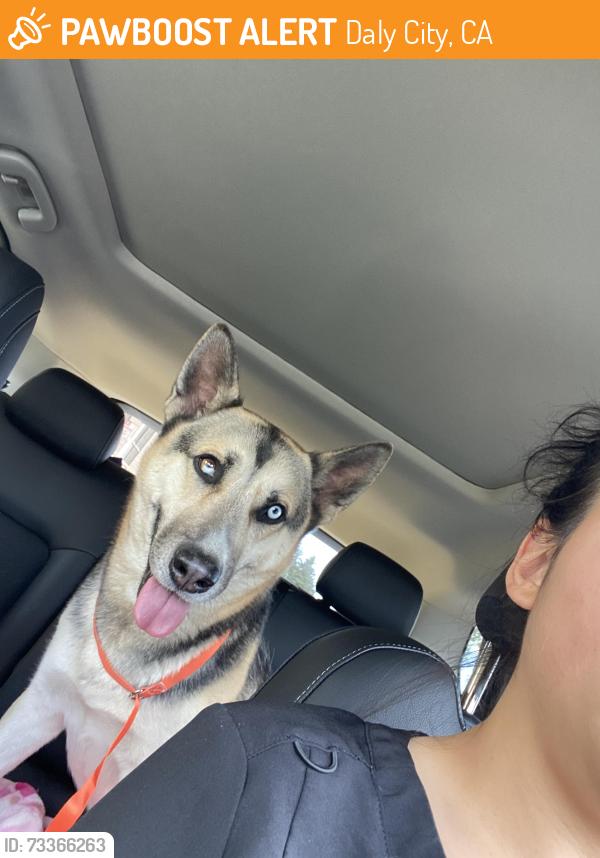 Found/Stray Female Dog last seen Crocker and hill, Daly City, CA 94014