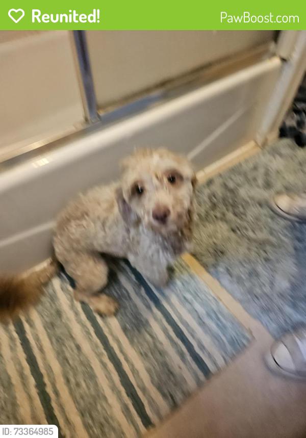 Reunited Male Dog last seen S 11th St and Hulman St, Terre Haute, IN 47807