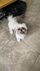 Reunited Male Dog last seen Marshbrook lane, Spring, TX 77389