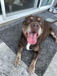 Reunited Male Dog last seen Jamacha blvd & Sweetwater road, Spring Valley, CA 91977