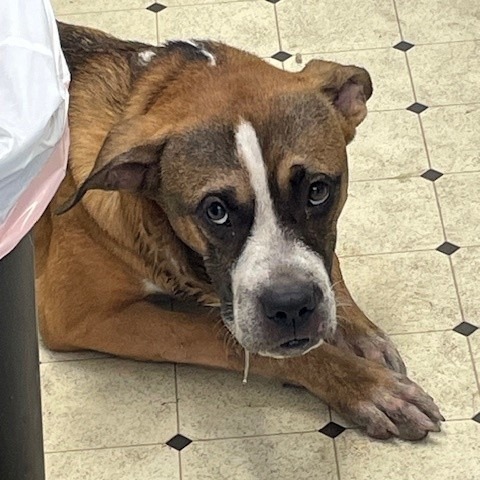 Shelter Stray Male Dog last seen , 12910 Yukon Ave, Hawthorne, CA 90250, USA