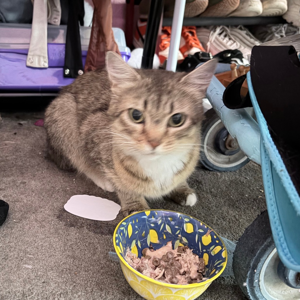 Shelter Stray Female Cat last seen , 2608 Center St, Tacoma, WA 98409, USA