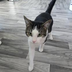 Shelter Stray Male Cat last seen , Animal Care & Control Team of Philly, 111 W Hunting Park Ave, Philadelphia, PA 19140, USA