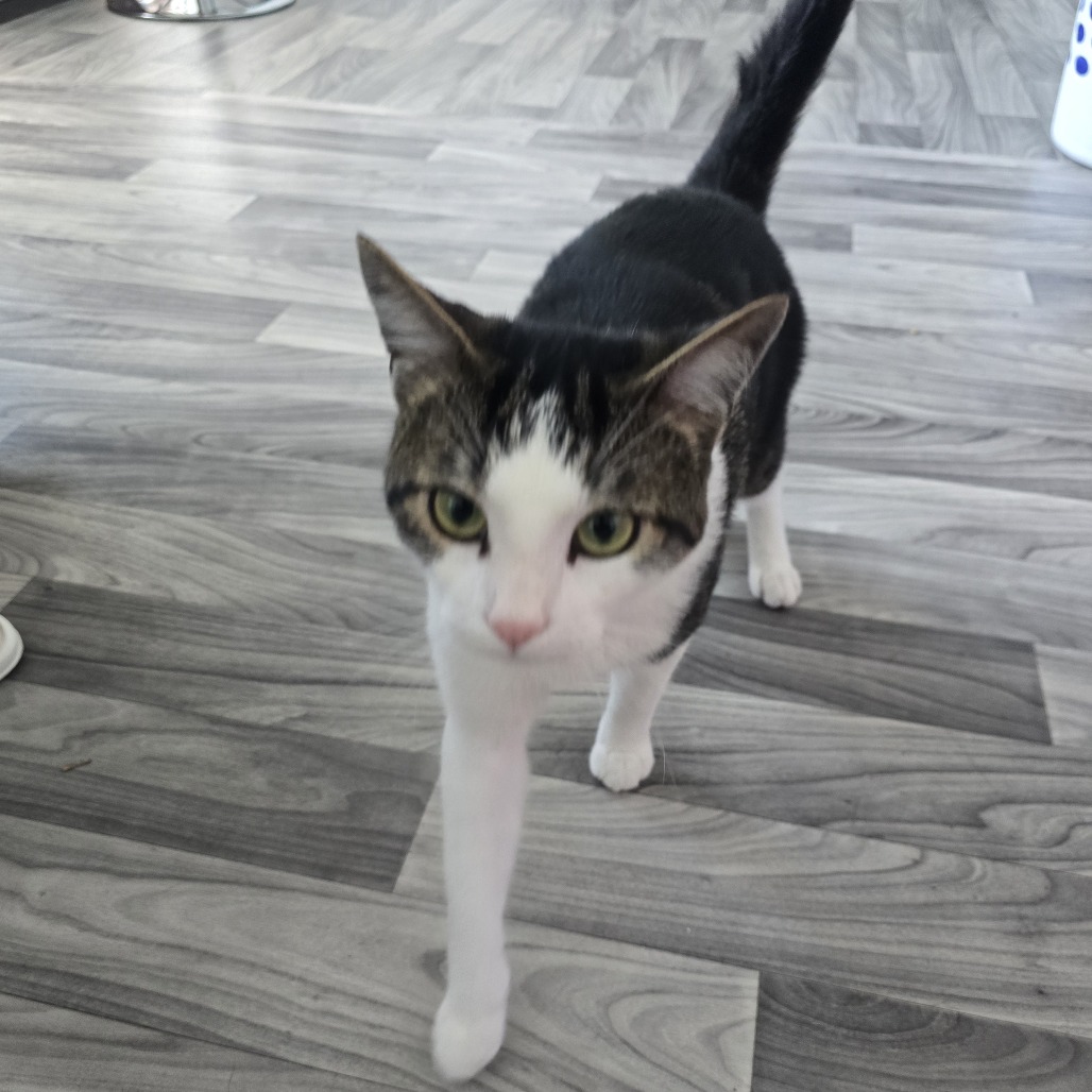 Shelter Stray Male Cat last seen , Animal Care & Control Team of Philly, 111 W Hunting Park Ave, Philadelphia, PA 19140, USA