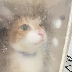 Shelter Stray Male Cat last seen , Animal Care & Control Team of Philly, 111 W Hunting Park Ave, Philadelphia, PA 19140, USA