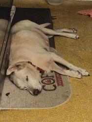 Reunited Female Dog last seen Woodlawn and Old Brownsville, Bartlett, TN 38134