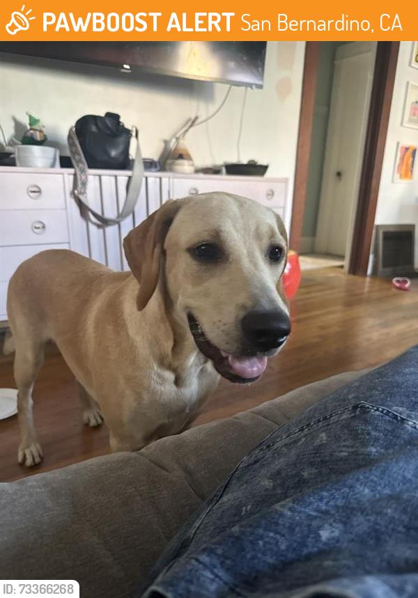 Found/Stray Female Dog last seen san bernadino, San Bernardino, CA 92401