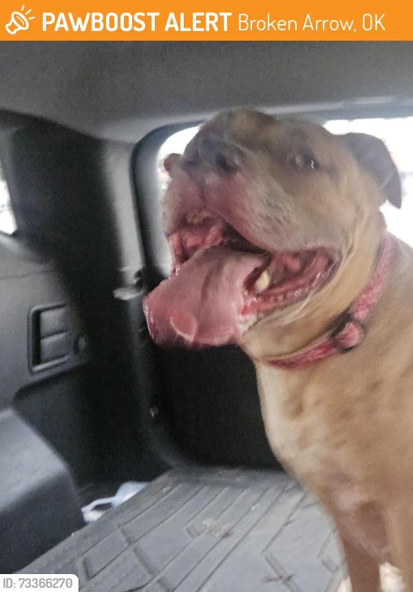 Found/Stray Female Dog last seen 91st and Elm, Broken Arrow, OK 74012