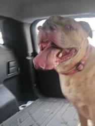 Found/Stray Female Dog last seen 91st and Elm, Broken Arrow, OK 74012