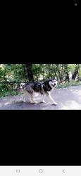 Reunited Male Dog last seen Harlem Ave, Toyota Park, Chicago, IL 60638