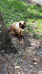 Lost Male Cat last seen Hillsboro Blvd, Coconut Creek, FL 33073