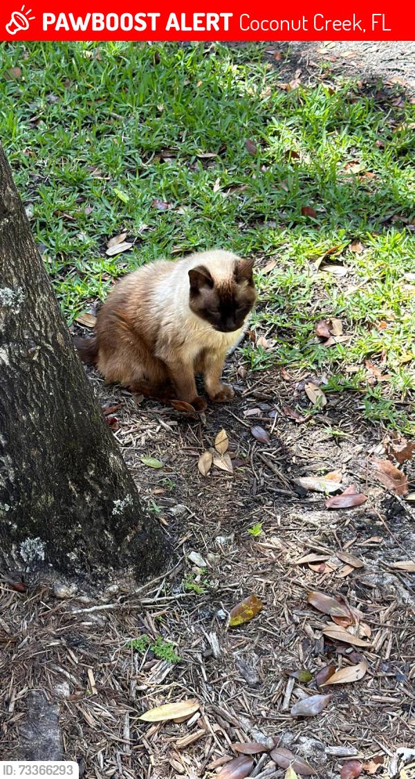 Lost Male Cat last seen Hillsboro Blvd, Coconut Creek, FL 33073