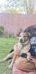 Lost Female Dog last seen Union and Pacheco, Bakersfield, CA 93307