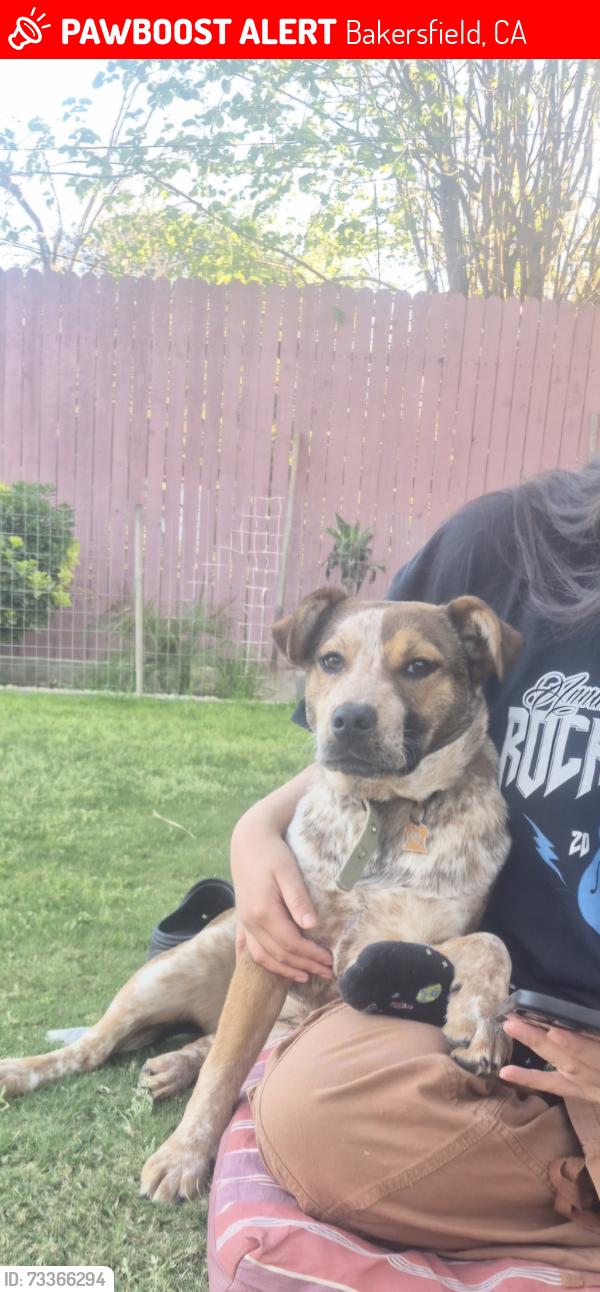 Lost Female Dog last seen Union and Pacheco, Bakersfield, CA 93307