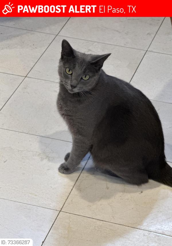 Lost Female Cat last seen El paso country club and memory, El Paso, TX 79932