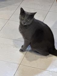 Lost Female Cat last seen El paso country club and memory, El Paso, TX 79932