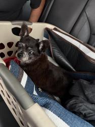 Found/Stray Female Dog last seen On the corner of NW 52nd Ave and NW 196th Terrace, Miami-Dade County, FL 33055