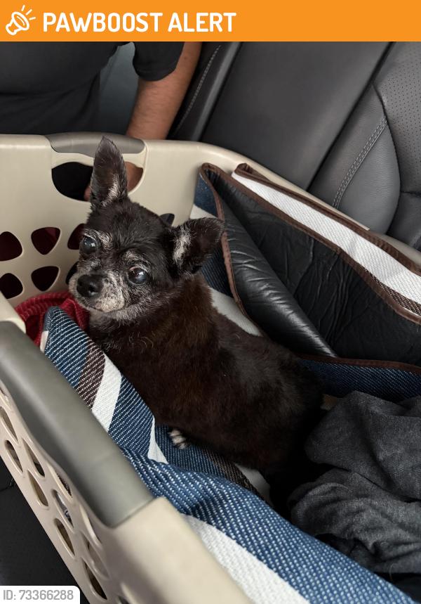Found/Stray Female Dog last seen On the corner of NW 52nd Ave and NW 196th Terrace, Miami-Dade County, FL 33055