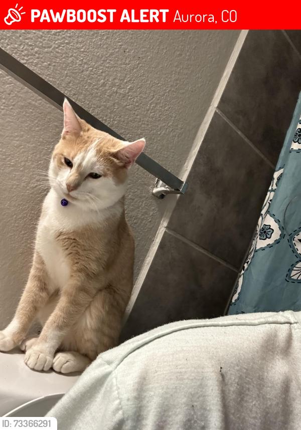 Lost Male Cat last seen Mississippi & Troy, Aurora, CO 80012
